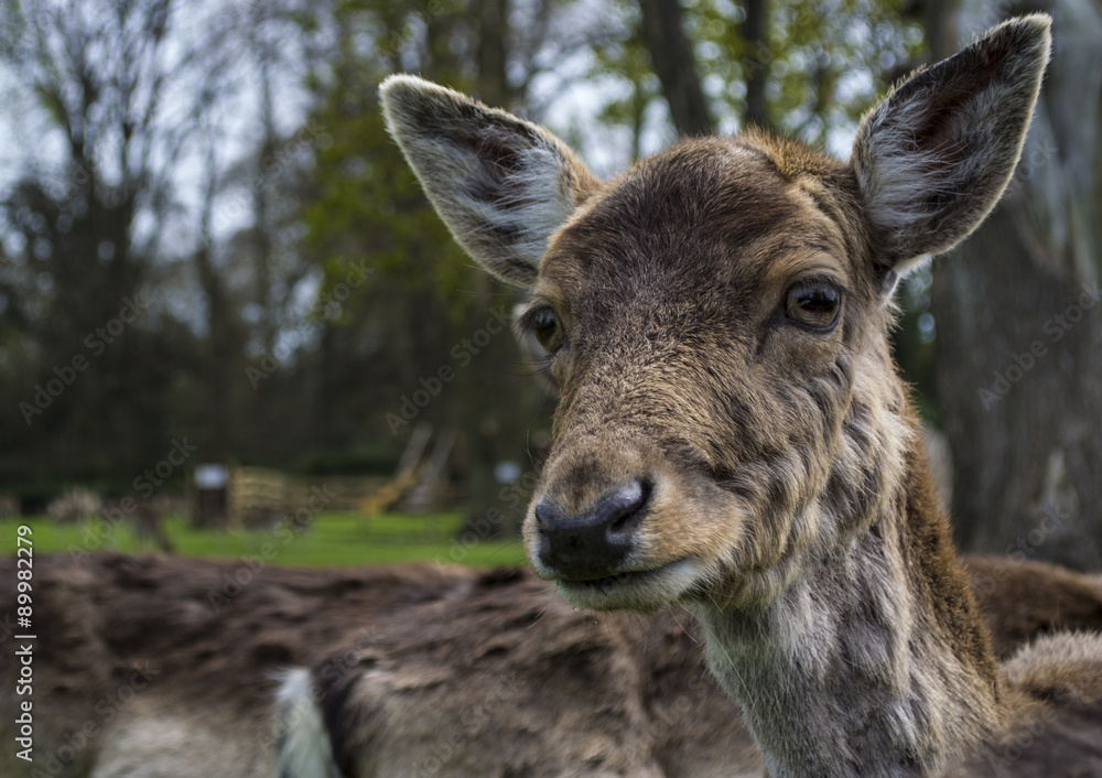 Cute fallow deer Cute fallow deer