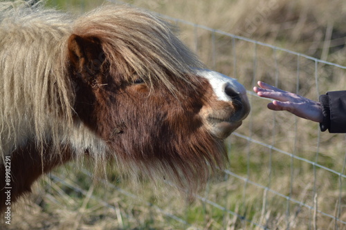 Human hand reaches out to a shetland pony