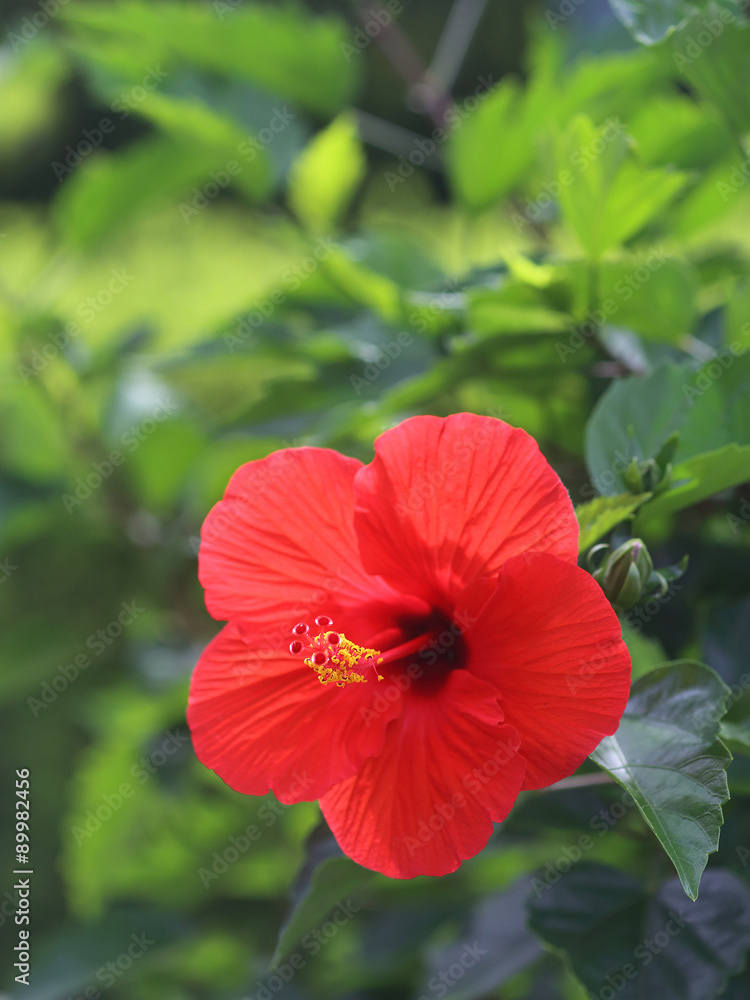 Obraz premium ハイビスカスの花