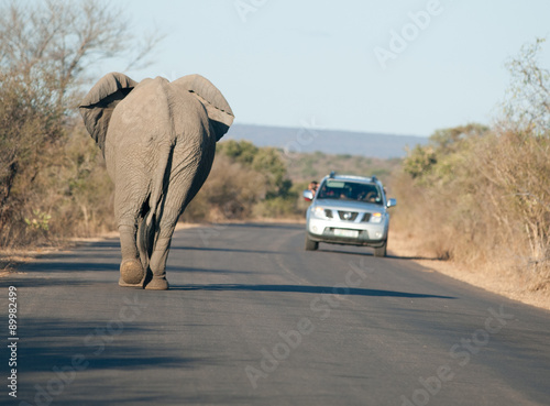 African elephant on the road