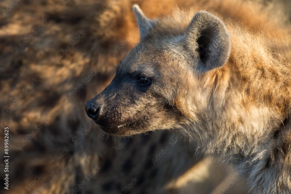 Spotted hyena Spotted hyena