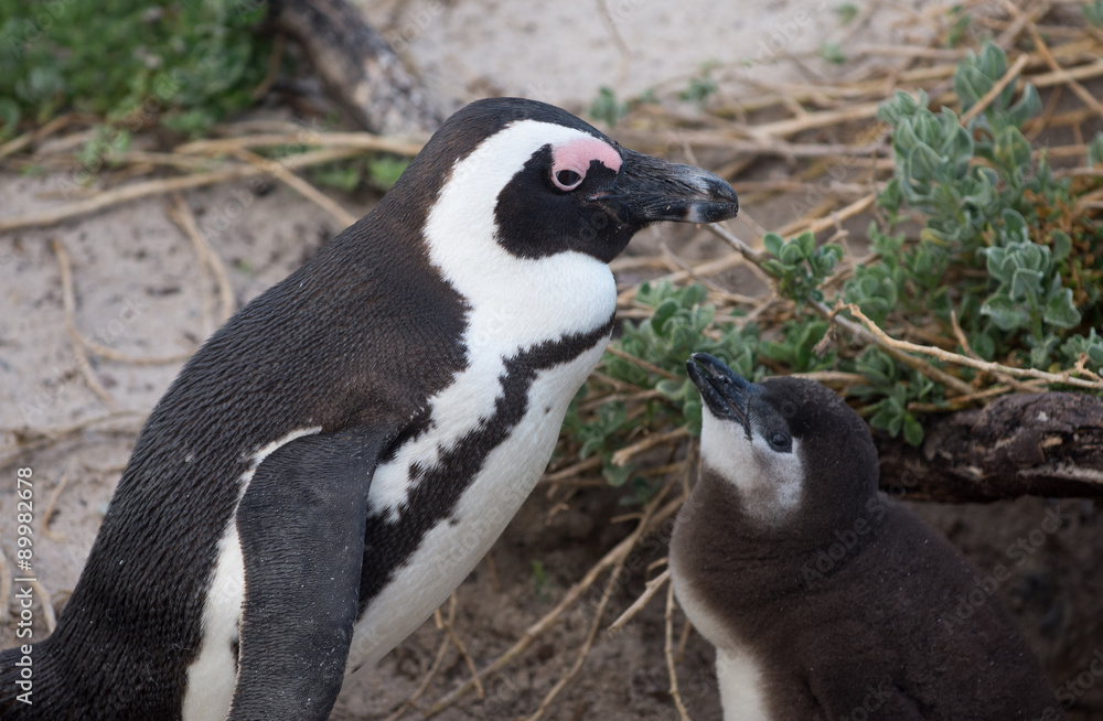 Naklejka premium Adult and baby African penguin