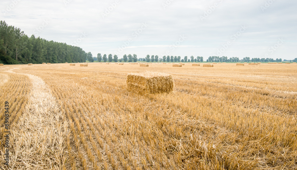 Large stubble field with packs of straw