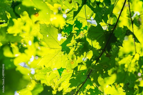 Abstract background of green tree branches