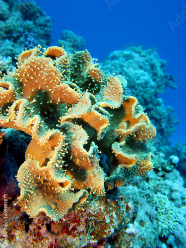 coral reef with coral sarcophyton in tropical sea , underwater