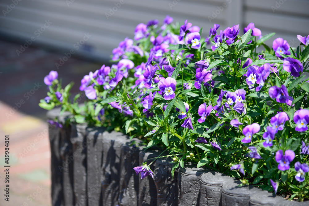 Purple flowers on footpath in Hokkaido, Japan