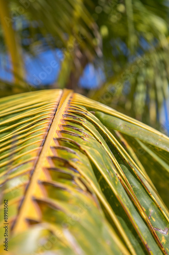 Palm Leaf