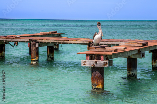 Pelican Peer