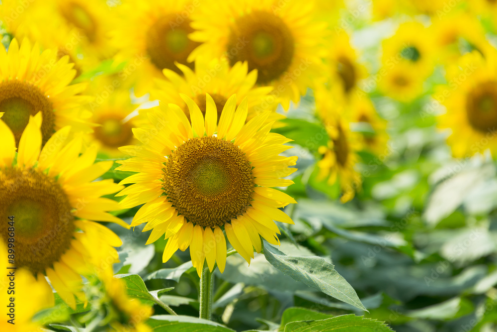 Close Up Sunflower