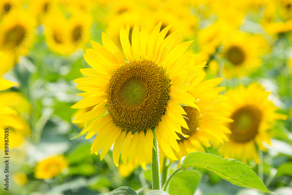 Close Up Sunflower
