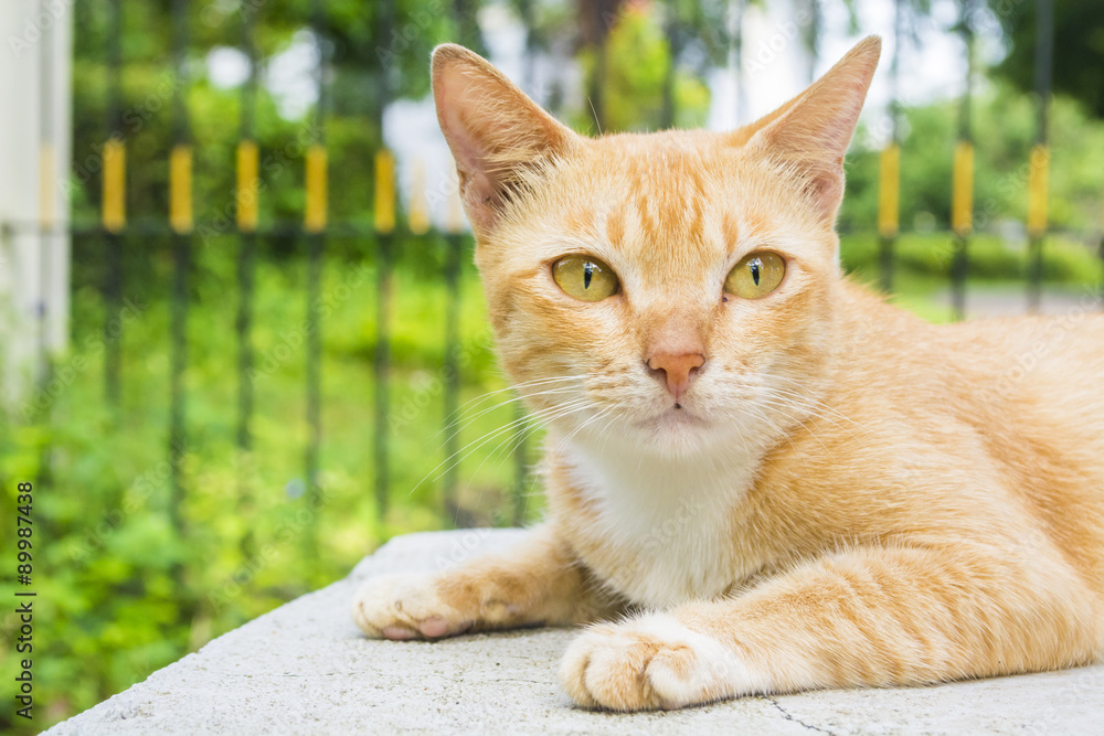 Fototapeta premium cat sit on outdoor