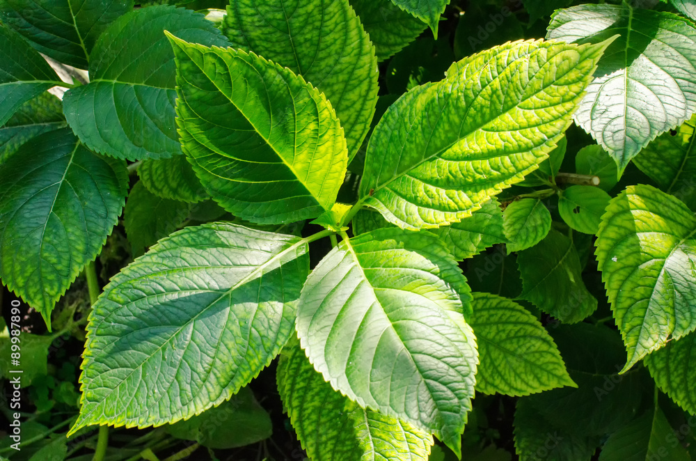 large green leaves sunlit in the garden large green leaves sunlit in the garden