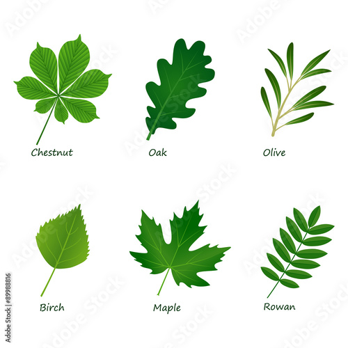 set of vector green leaves on white background