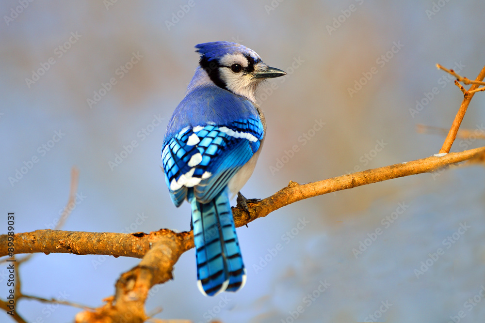 Fototapeta premium Blue Jay siedzi na gałęzi