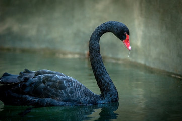 Acrylglasbilder Schwan Eleganter Trauerschwan vor dunklem Hintergrund  © Olga Itina