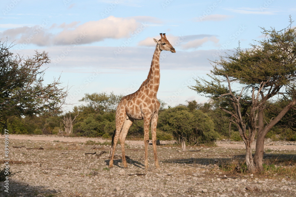 Obraz premium Giraffe in Namibia