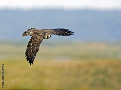 A Peregrine Falcon in Flight