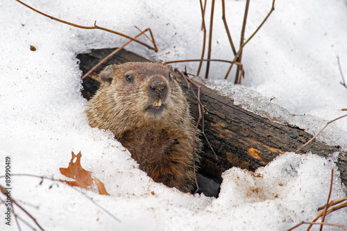 Groundhog emerges from snowy den