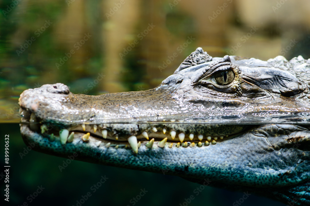 Obraz premium Caiman crocodilus profile closeup with teeth showing in water