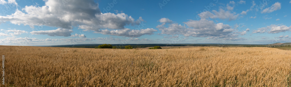 panorama of the corn field