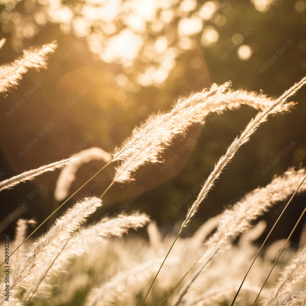 Close up of wildflowers and plants in sunny field, lens flare