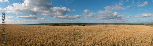 panorama of the corn field