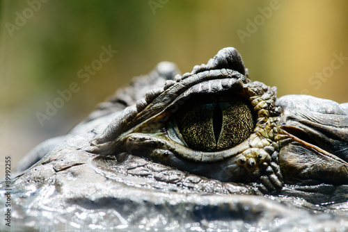 Crocodile Caiman Eyes Detail Close Up