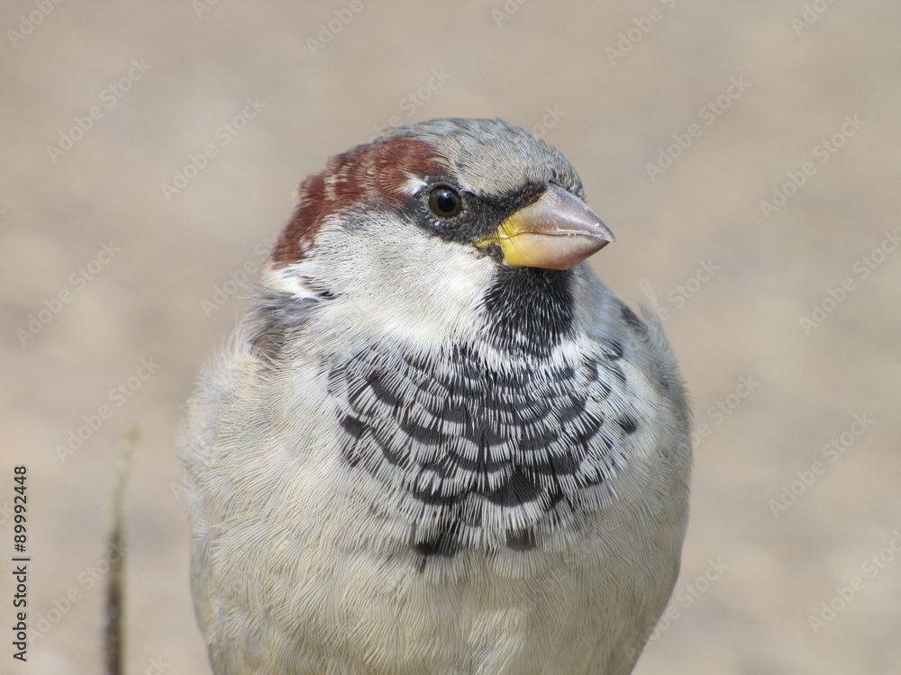 Fototapeta premium Воробей 