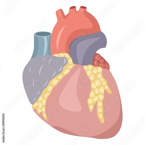 the illustration dedicated to the  human heart.