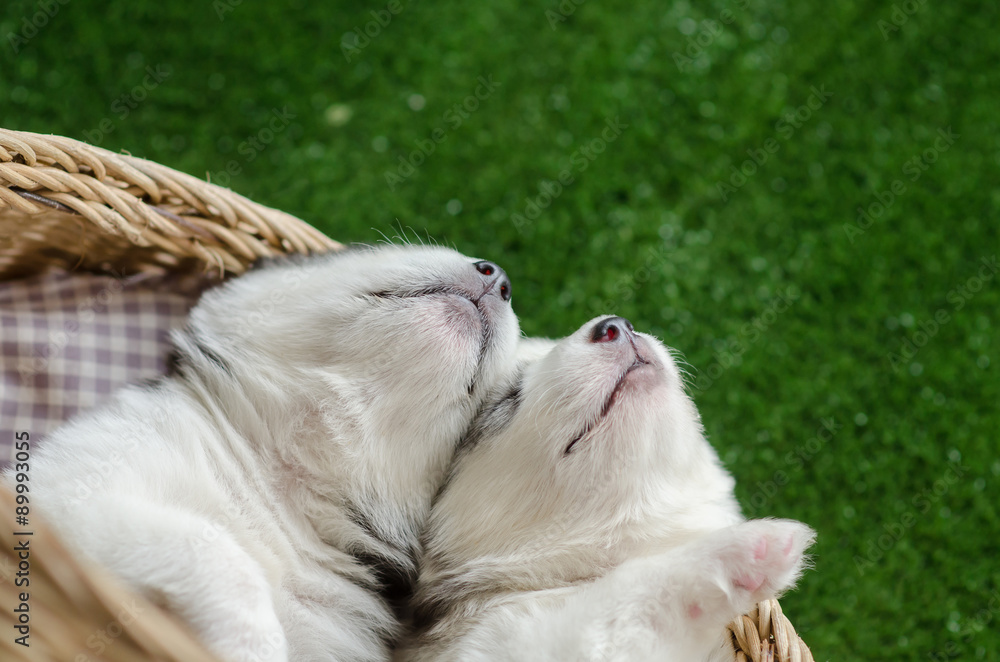 Two siberian husky puppies sleeping in a wicker bed