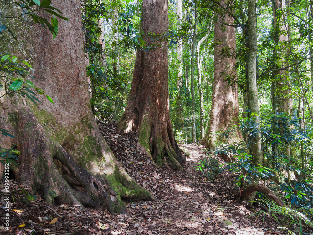 Giant pink-barked brush box (Lophostemon confertus) trees in rainforest in the Green Mountains, Lamington National Park, Queensland, Australia Giant pink-barked brush box (Lophostemon confertus) trees in rainforest in the Green Mountains, Lamington National Park, Queensland, Australia