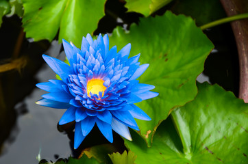 Papier peint photo Fleur de lotus Lotus bleu flottant sur l'étang  © lalalululala