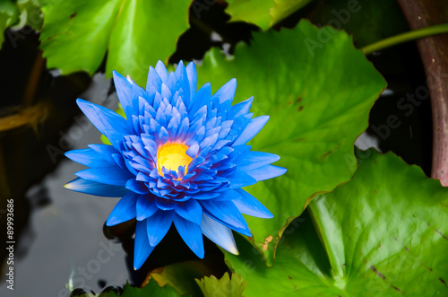 Blue lotus on the pond Stock Photo