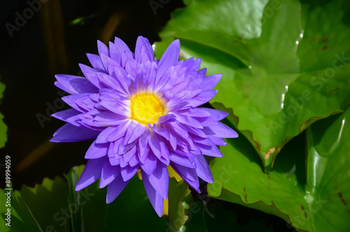 Beautiful lotus on the pond