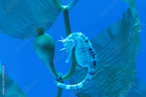 Big-belly seahorse photo