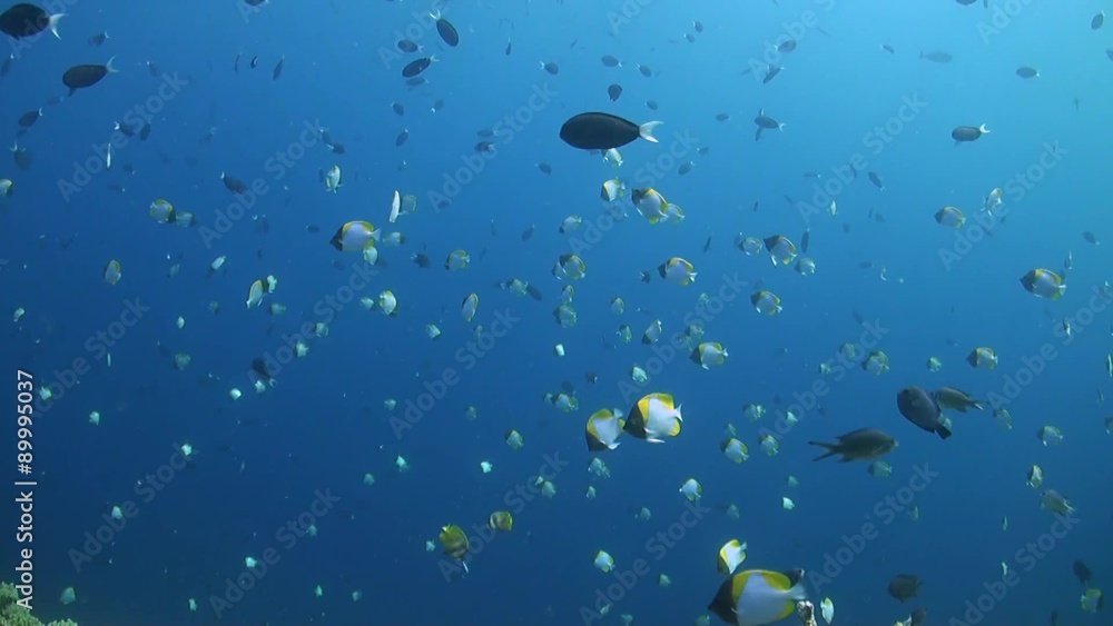 Shoal of Pyramid butterflyfish in blue water Shoal of Pyramid butterflyfish in blue water