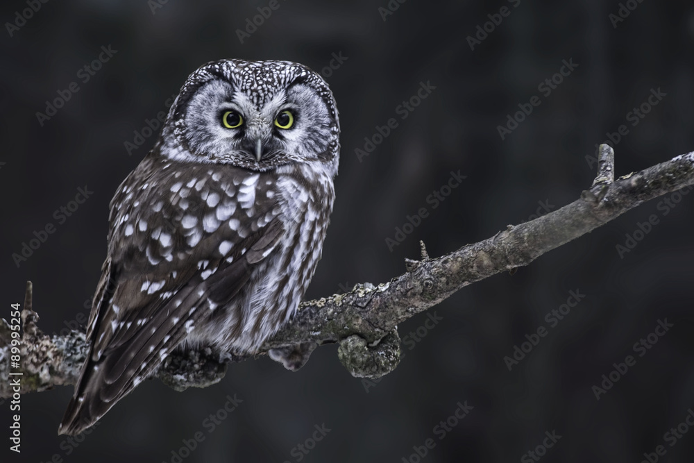 Fototapeta premium Hunting Boreal Owl, Aegolius funereus