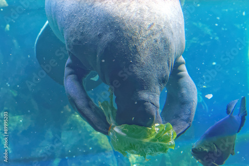Tablou pe pânză West Indian manatee