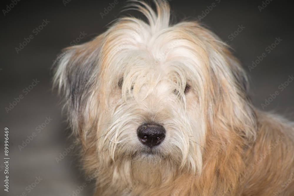 Dirty Dog. Dirty Dog.