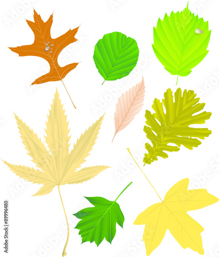 Autumn leaf collection, vector illustration - wild service tree, Liquidambar,sweet chestnut, Hungarian oak, Turkish hazel, alder, Pin oak, field maple