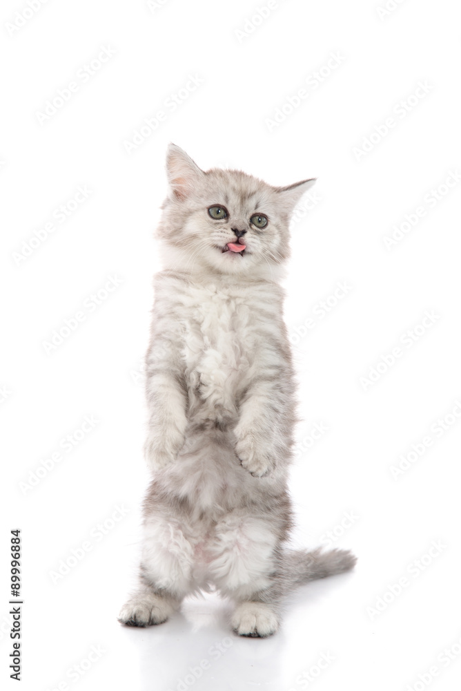 Cute tabby kitten with feeder bowl