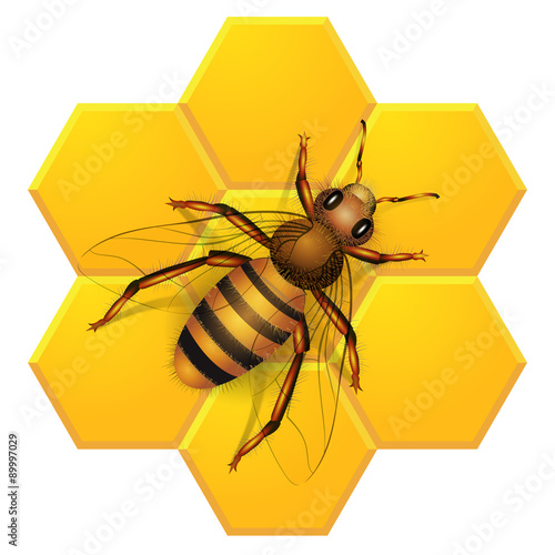 Bee on honeycombs