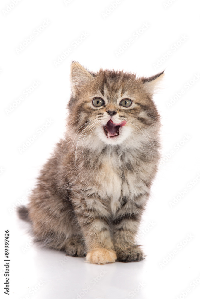 Cute tabby kitten sitting and licking lips up on white backgroun