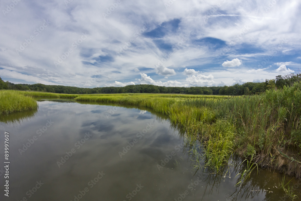 Swamp Marsh Summer Swamp Marsh Summer