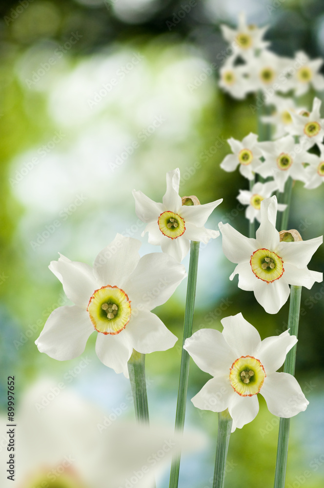 Obraz premium image of many beautiful flowers