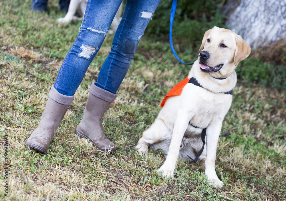 Trainer and labrador retriever guide dog Trainer and labrador retriever guide dog