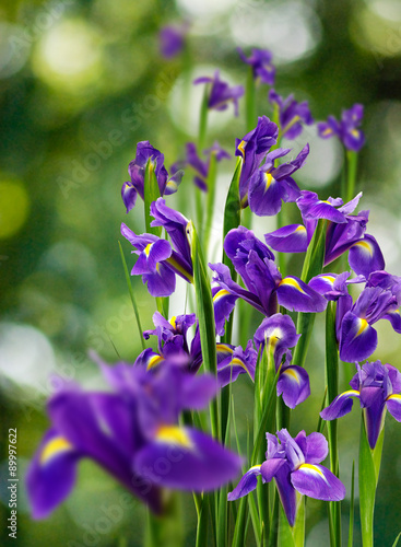 image of many beautiful flowers