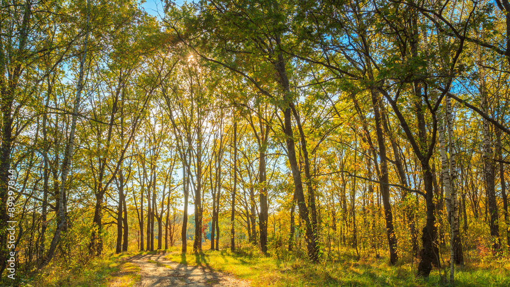 Sunny Day In Autumn Sunny Forest Trees, Green Grass. Nature Wood