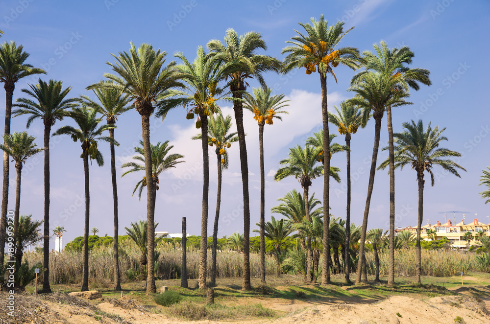 Fototapeta premium Date palms