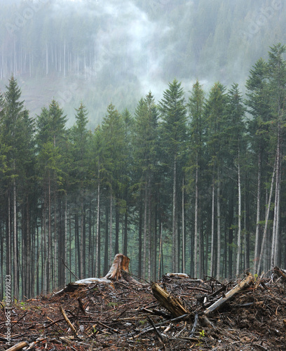 Felling of trees. Ecological problem on the example of deforestation in the Carpathians.
